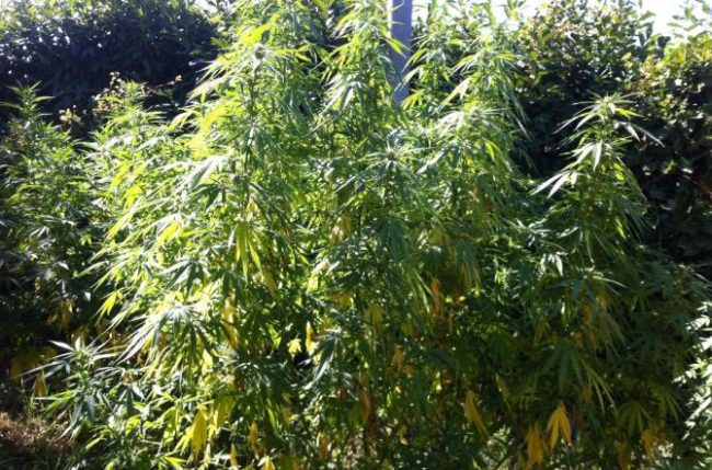 1475565096309.jpg–a_prossedi_la_prima_startup_della_canapa_in_accordo_con_la_sapienza